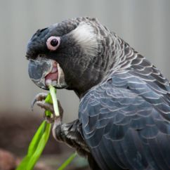 Endangered Carnabys Cockatoo
