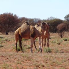 Hunting Wa Feral Camels 02