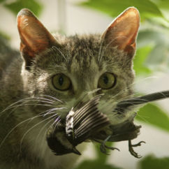 Hunting Wa Feral Cats 2
