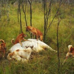 Hunting Wa Feral Dogs Devouring Cattle