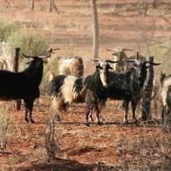 Hunting Wa Feral Goats 02