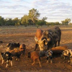 Hunting Wa Feral Pigs